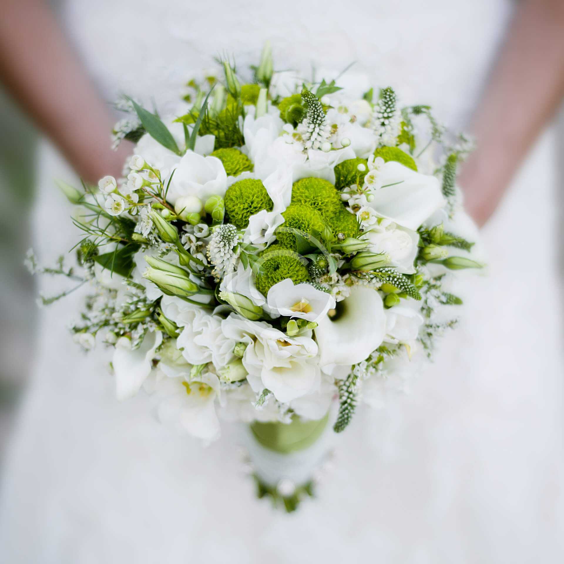 Hydrangea - Image 2